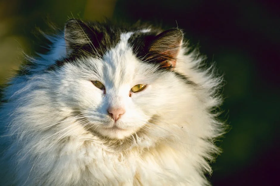 Close-up portrait of a fluffy white and black cat in warm sunlight. - elegant names for long haired cats