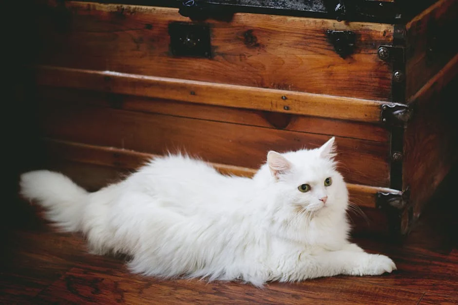 A fluffy white cat lounges by a vintage wooden chest indoors. - elegant names for long haired cats