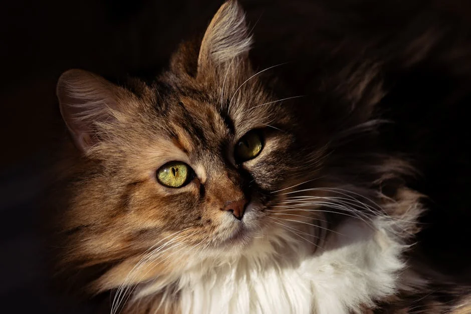 A detailed portrait of a fluffy long-haired cat with striking green eyes on a dark background. - elegant names for long haired cats
