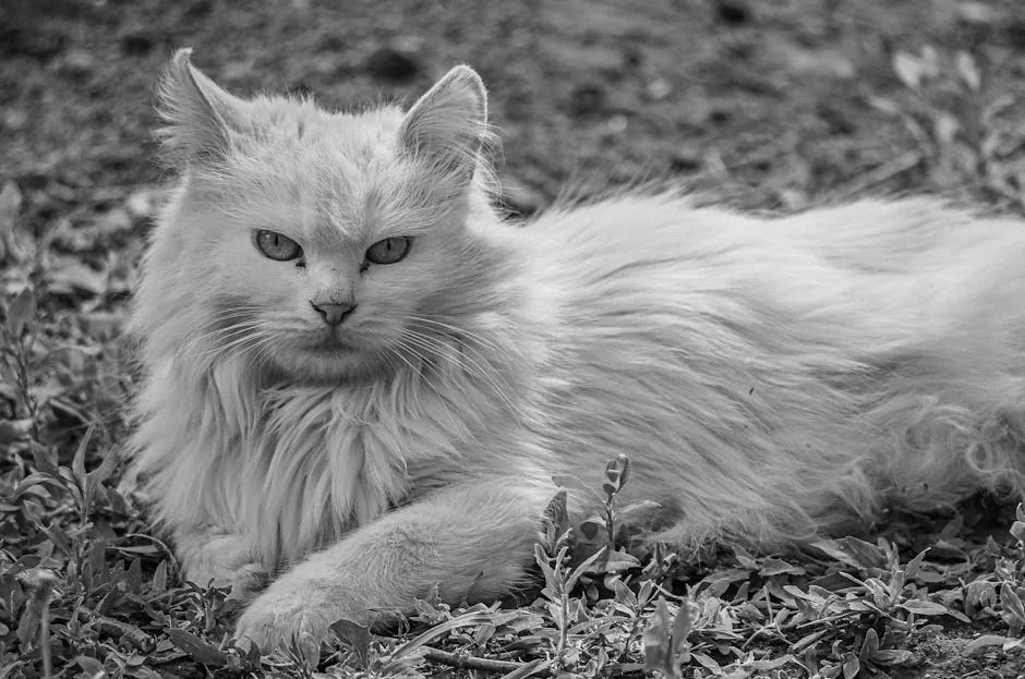 Beautiful Turkish Angora cat lying outdoors in a serene pose. - elegant names for long haired cats