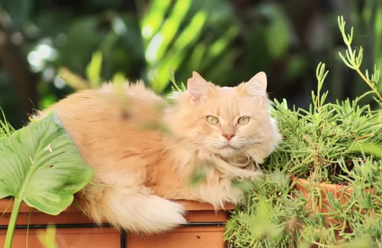 elegant names for long haired cats: top picks: Expert Guide