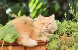 Elegant Names for Long Haired Cats: Top Ideas: Expert Guide - elegant names for long haired cats