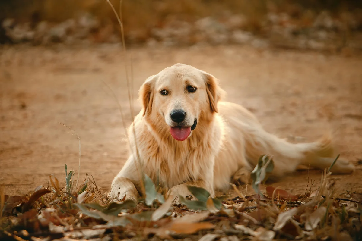 golden retriever puppy lying on brown dried leaves on ground during daytime - female golden retriever names