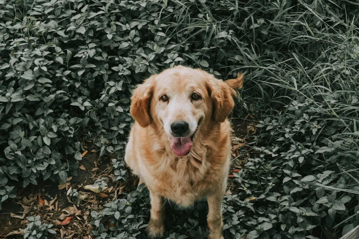 golden Labrador retriever in green field - female golden retriever names