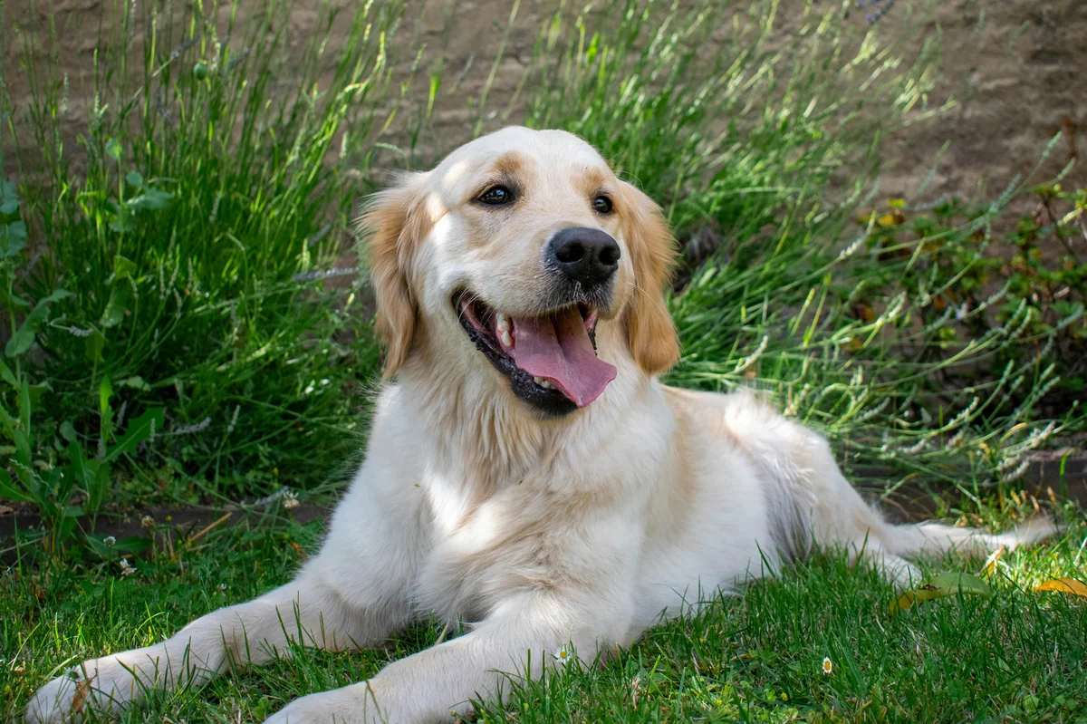 Golden retriever in the garden - female golden retriever names
