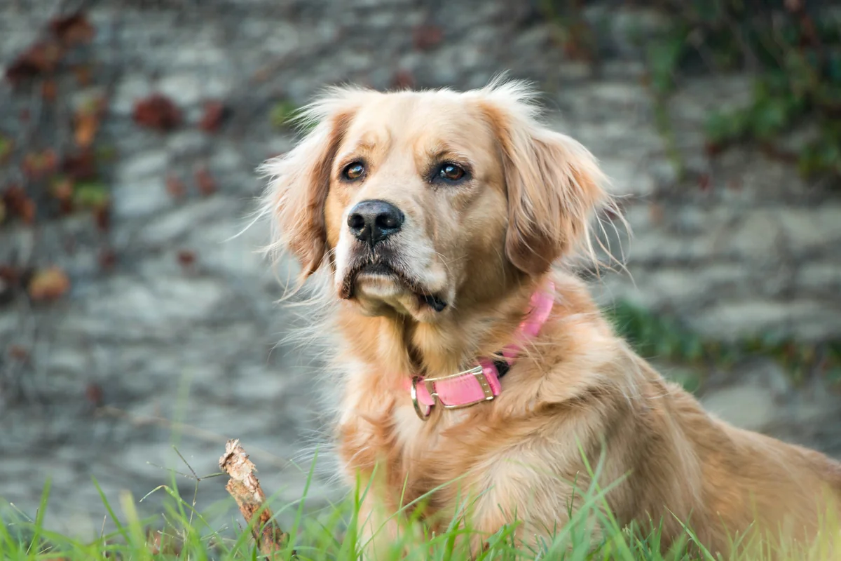 My Dog Peaches - female golden retriever names