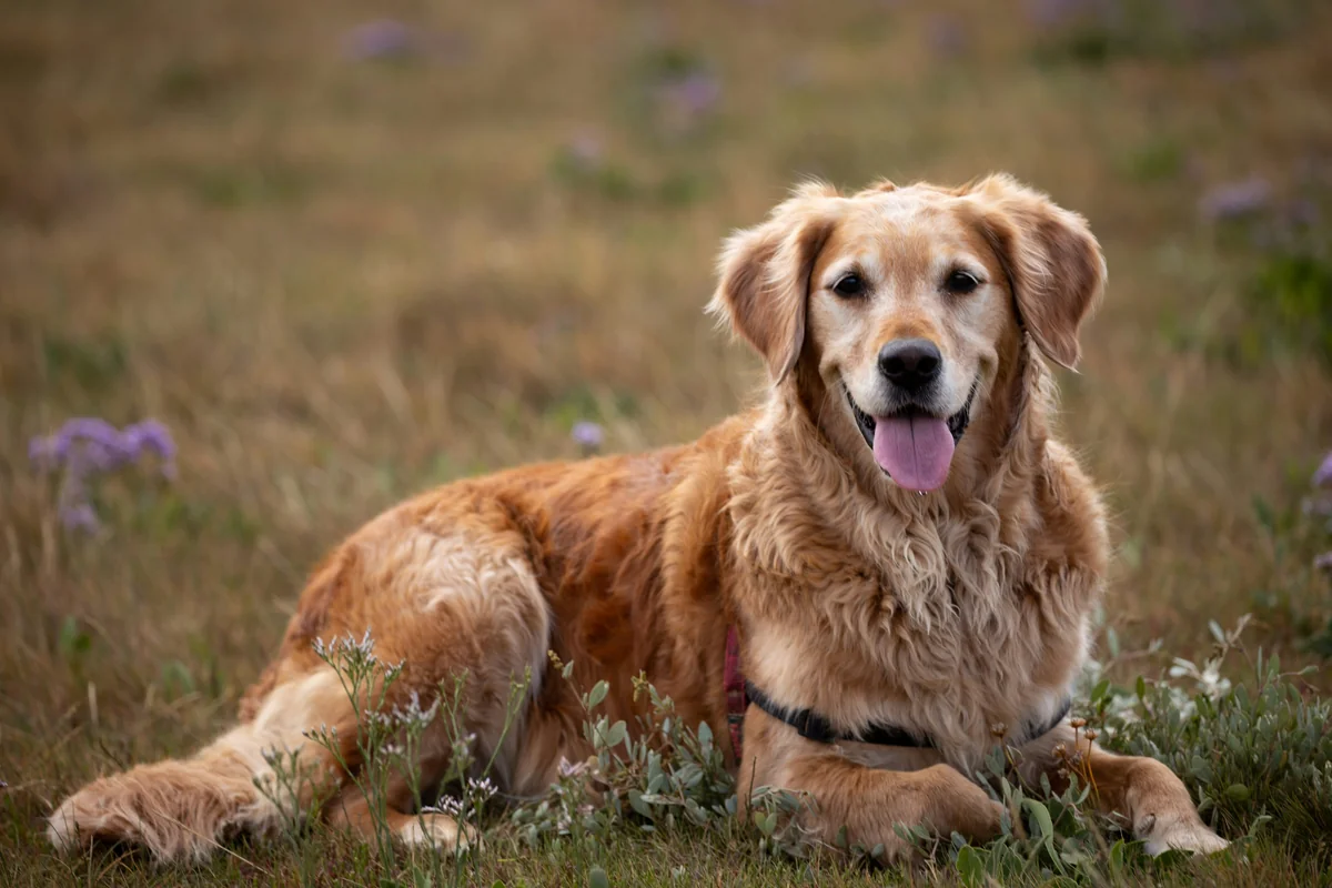 golden retriever puppy on green grass field during daytime - female golden retriever names