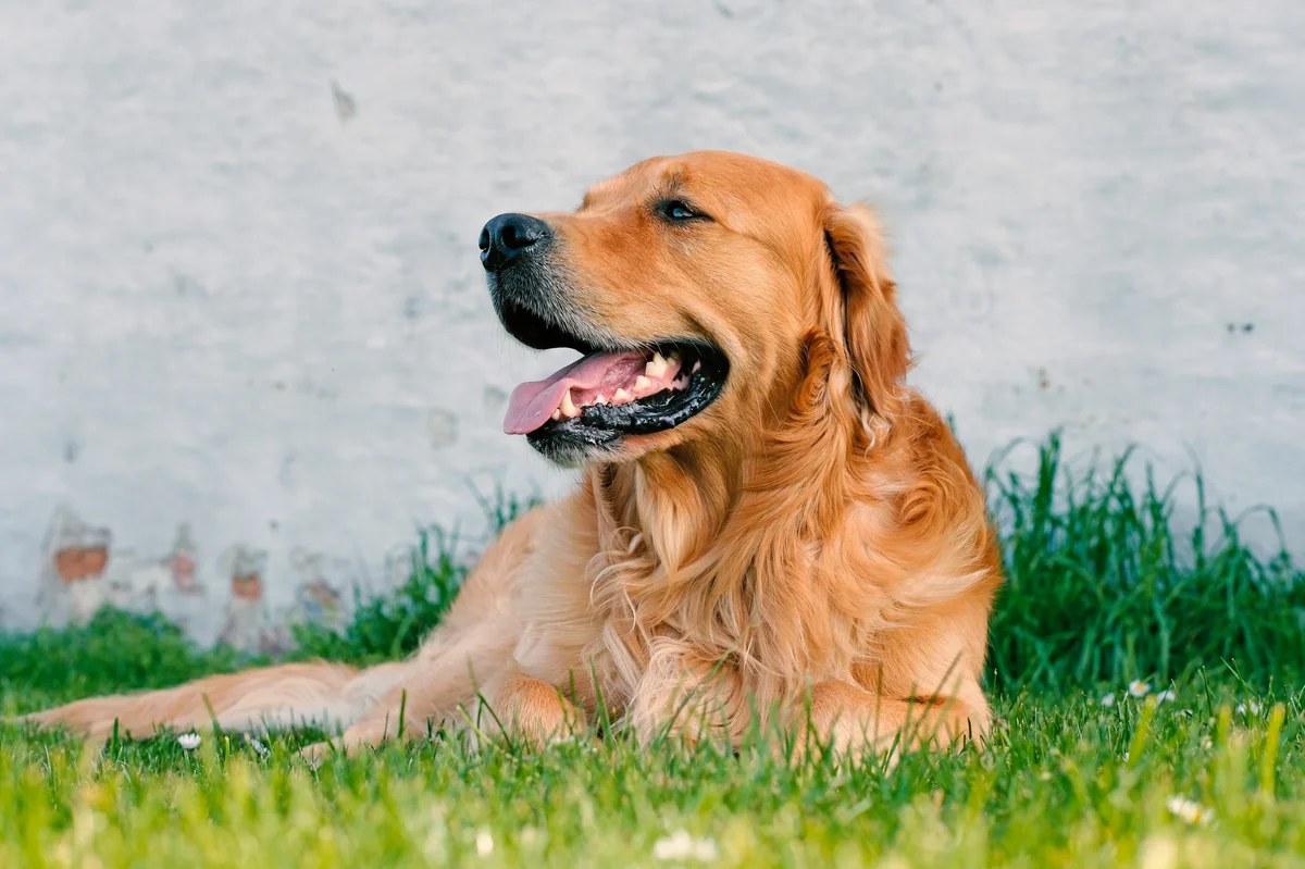 A dog laying in the grass with its tongue out - female golden retriever names