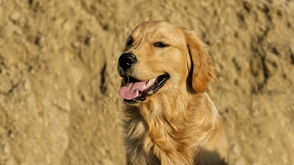a close up of a dog on a dirt ground - female golden retriever names