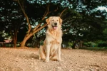 Female golden retriever names: 250+ Best Ideas: Expert Guide - female golden retriever names