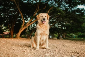 female golden retriever names: 250+ Best Ideas: Expert Guide