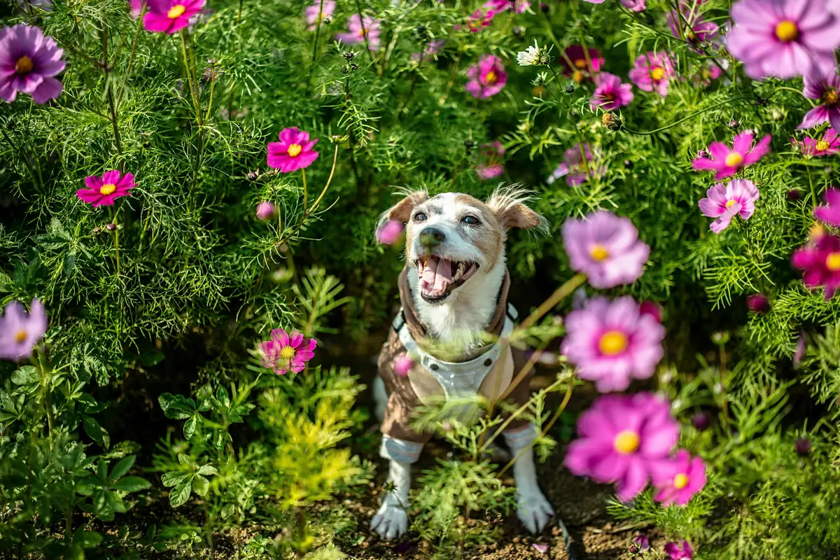 brown and white short coated dog on green grass field with pink flowers - flower names for dogs
