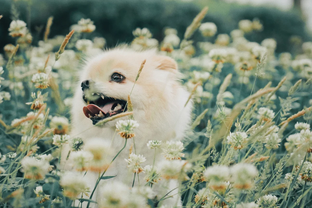 white puppy on white flower field - flower names for dogs