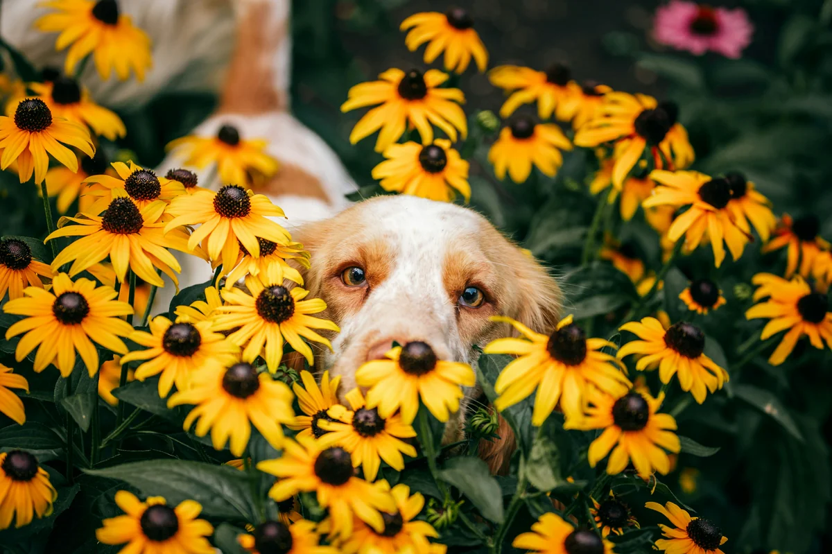 Bingo the Russian Spaniel - flower names for dogs