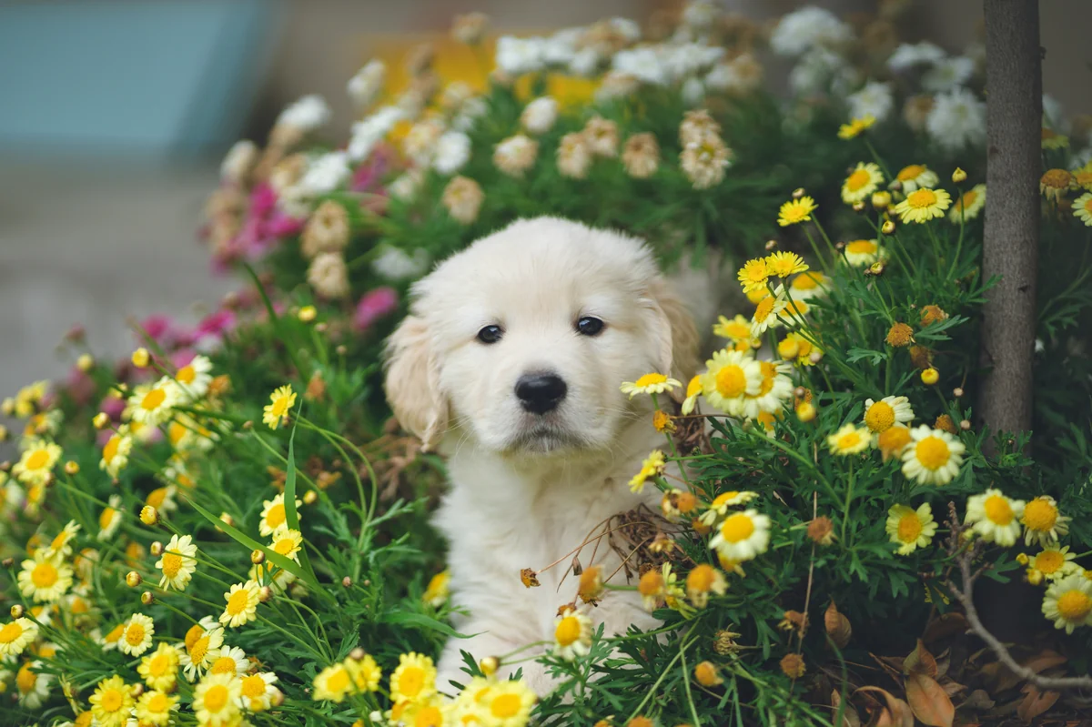 Pup in the flowers. - flower names for dogs