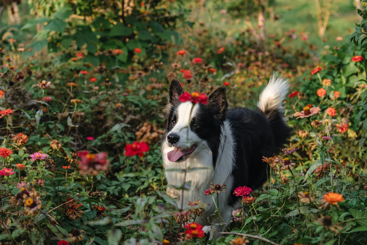 A Border Collie stands amidst a vibrant field of colorful flowers, including red, orange, and pink blooms. In this lush, natural outdoor setting, it looks to the side happily with its tongue out, creating a lively and cute scene full of floral beauty. - flower names for dogs