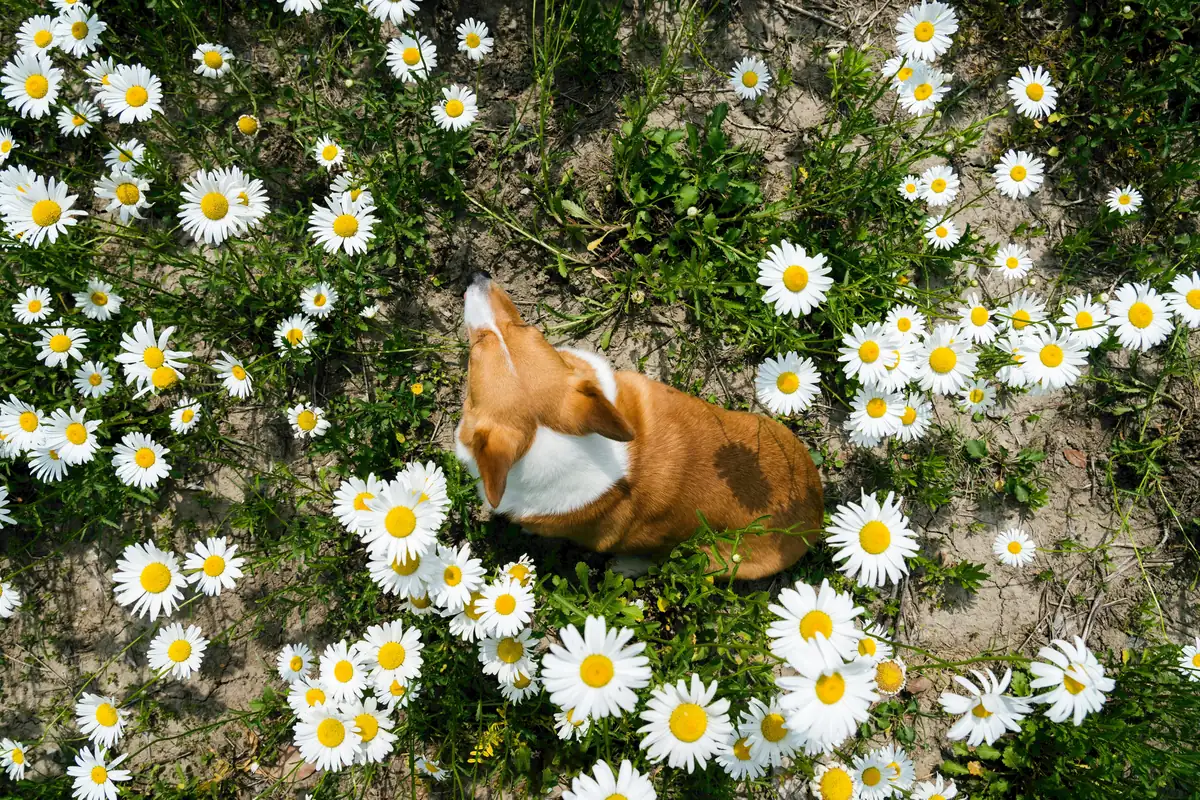 A corgi lies amidst a sea of white daisies in a serene overhead view, showcasing nature's charm and peaceful beauty - flower names for dogs