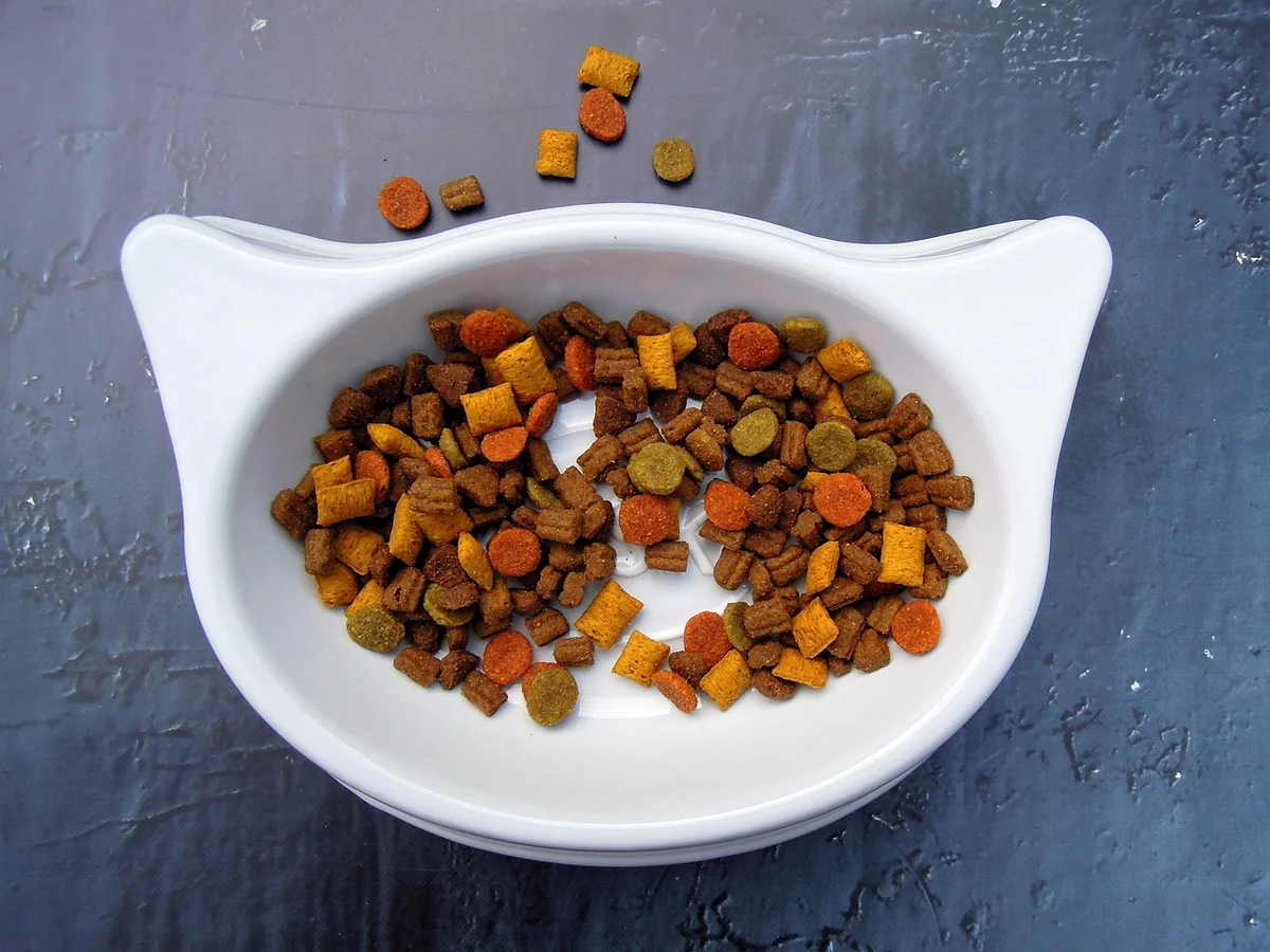 cat, food, pet food, animal, dry food, bowl, white, pet, color - food names for pets