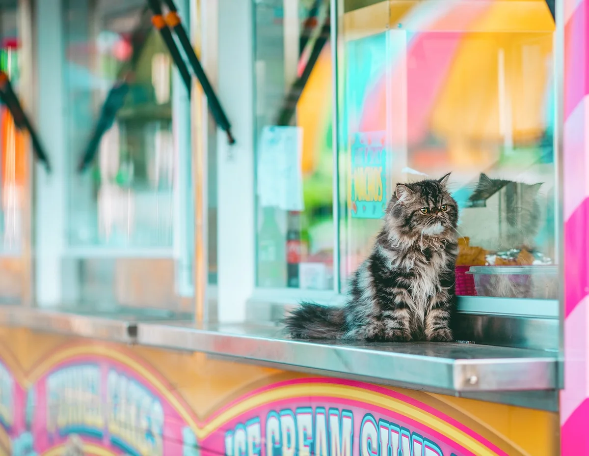 cat, feline, mammal, pet, nature, fair, carnival, festival, animal, portrait, cute, fun, food, market, tabby, kitten, colorful - food names for pets