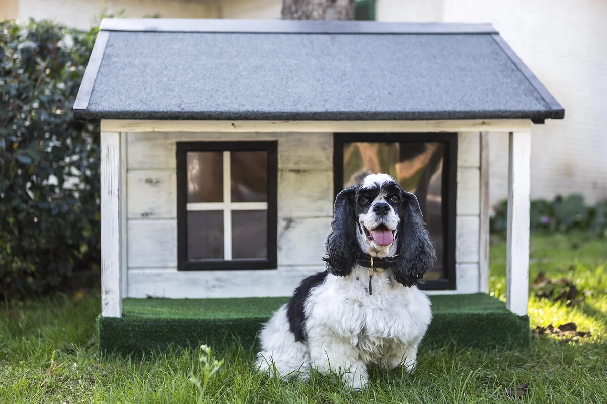 kennels for pets, dog houses, nature, wooden houses for dogs, mascot, animal, dog, pet, animals - food names for pets