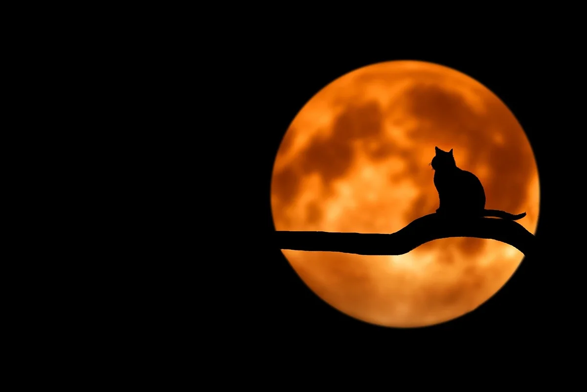 tree, cat, silhouette, pet, moon, full moon, moonlight, luna, lunar, cat silhouette, branch, nature, night sky, dark sky, night, animal, backlighting, black cat, halloween - funny food names for orange cats