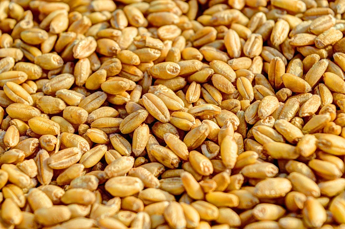 wheat, grain, agriculture, seed, crop, food, golden, harvest, nature, farm, grow, healthy, close-up, organic, gold, farming, harvesting, plant, rural, orange nature, orange food, orange plant, orange healthy, orange farm, orange plants, orange natural, orange wheat, orange closed, wheat, wheat, wheat, wheat, wheat - funny food names for orange cats