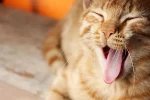 Funny food names for orange cats: A Complete Guide - funny food names for orange cats