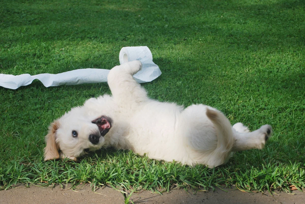 happy dog - funny puppy names