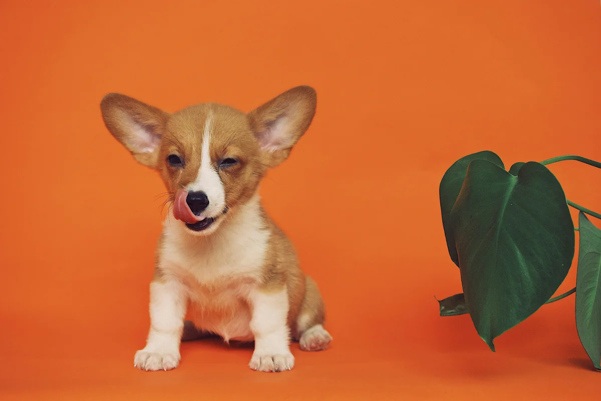 white and brown puppy resting on floor - funny puppy names