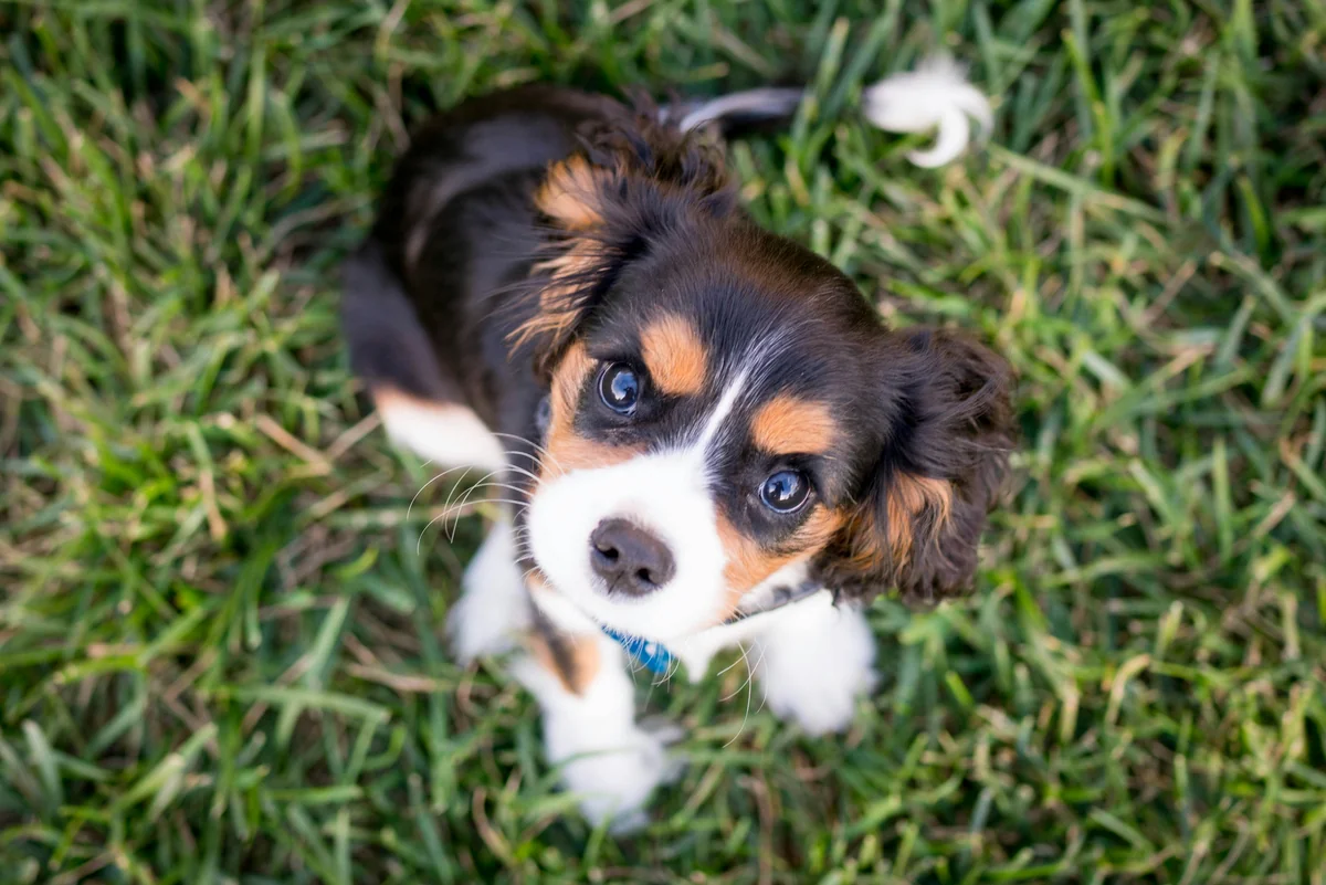 As a puppy, Winston was constantly moving and has not been an easy subject. This was one of the first portraits of our new dog, and I had to draw his attention straight up to get him looking into the camera (between moments when he jumped up towards me, leaving the area of focus). - funny puppy names