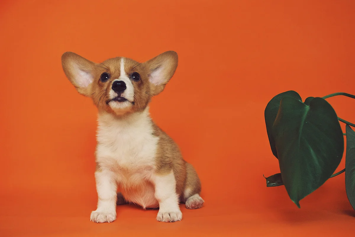 white black and brown corgi puppy - funny puppy names