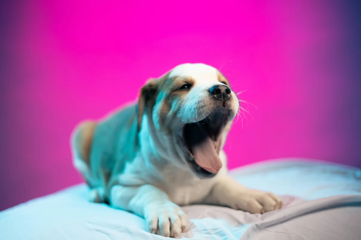 A puppy yawns at the camera. - funny puppy names