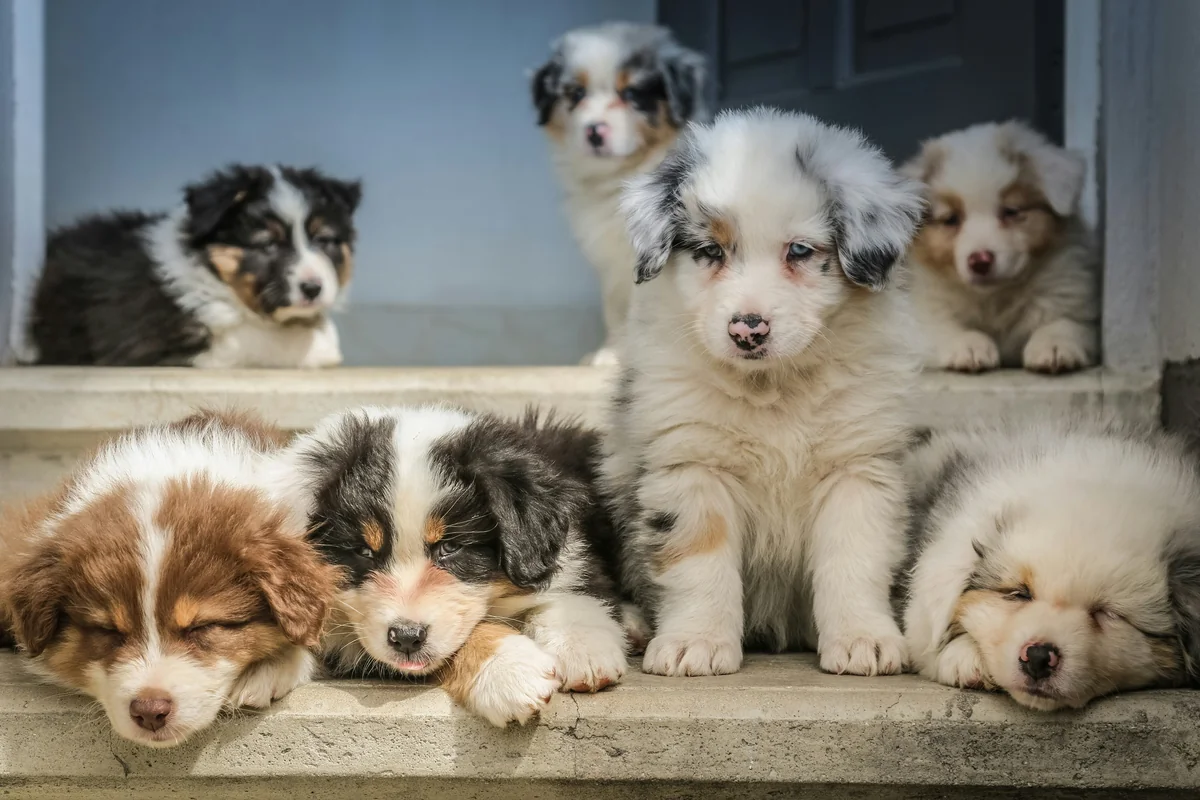 More photos and videos of Australian Shepherd babies on our facebook page “bbbergeraustralien” - funny puppy names