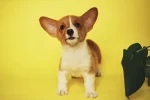 Funny puppy names: Best funny puppy names: 250+ Hilarious - funny puppy names