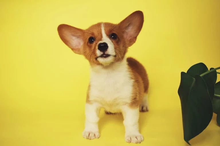 funny puppy names: Best funny puppy names: 250+ Hilarious