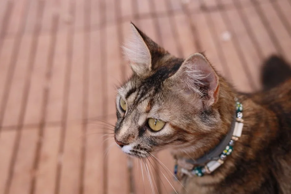Charming close-up of a tabby cat wearing a decorative beaded collar. - gemstone names for cats