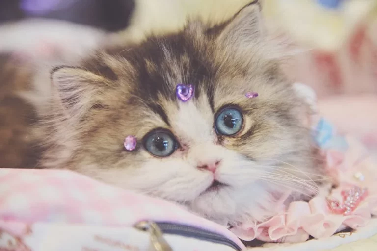 gemstone names for cats: 160 sparkling ideas: Essential Tips