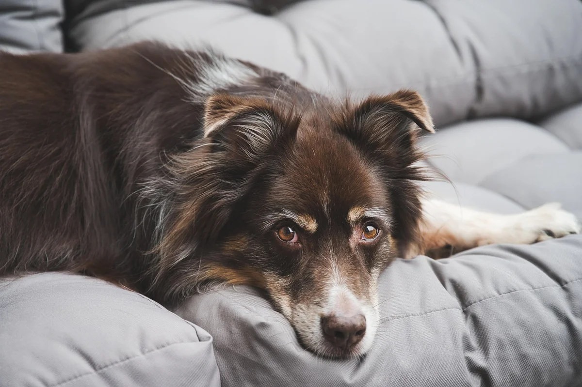 australian shepherd, dog, pet, canine, animal, lying, fur, snout, nature, mammal, domestic animal, dog portrait, animal world - gentle giant dog names