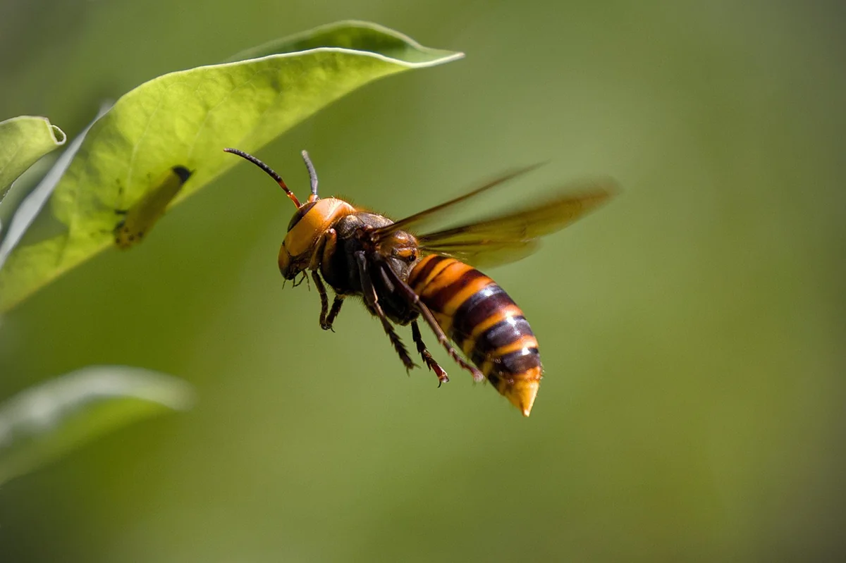 asian giant hornet, hornet, insect, flying, catch prey, hornet, hornet, hornet, hornet, hornet, flying - gentle giant dog names