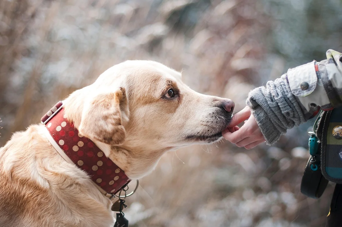 dog, labrador, pet, canine, companion, animal, friendship, nature, trust, snout - gentle giant dog names