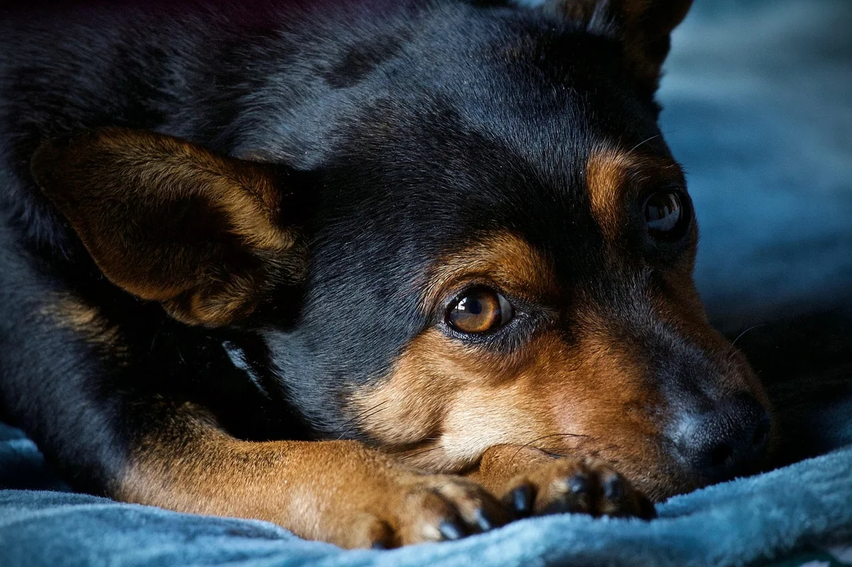 dog, pet, animal, domestic dog, canine, mammal, adorable, eyes, cute, snout, relax, nature, portrait - gentle giant dog names