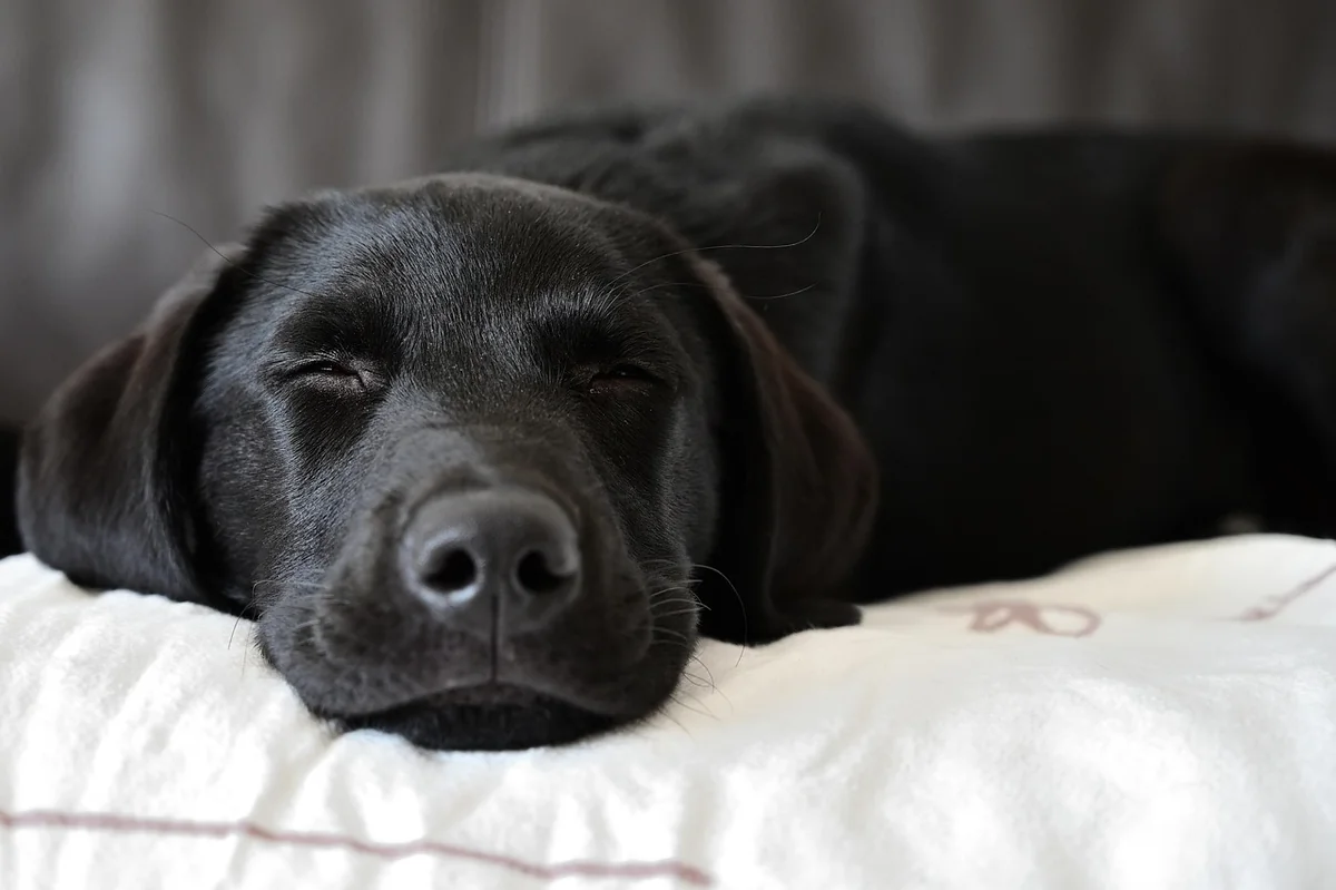 labrador retriever, dog, nature, pet, animal, sleeping, domestic, canine, mammal, cute, closeup - gentle giant dog names