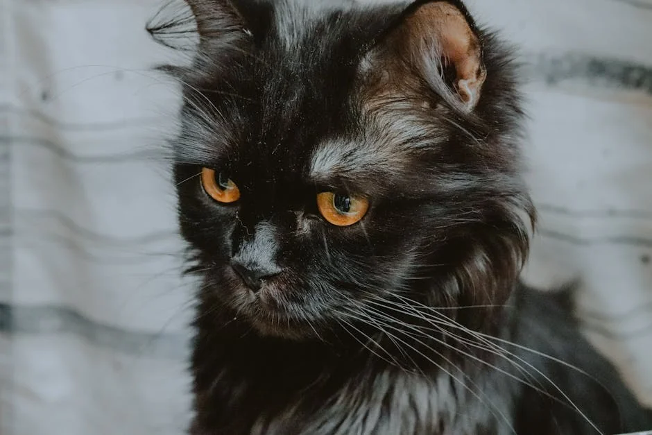 Close-up portrait of a black Persian cat with striking orange eyes and fluffy fur. - gothic pet names