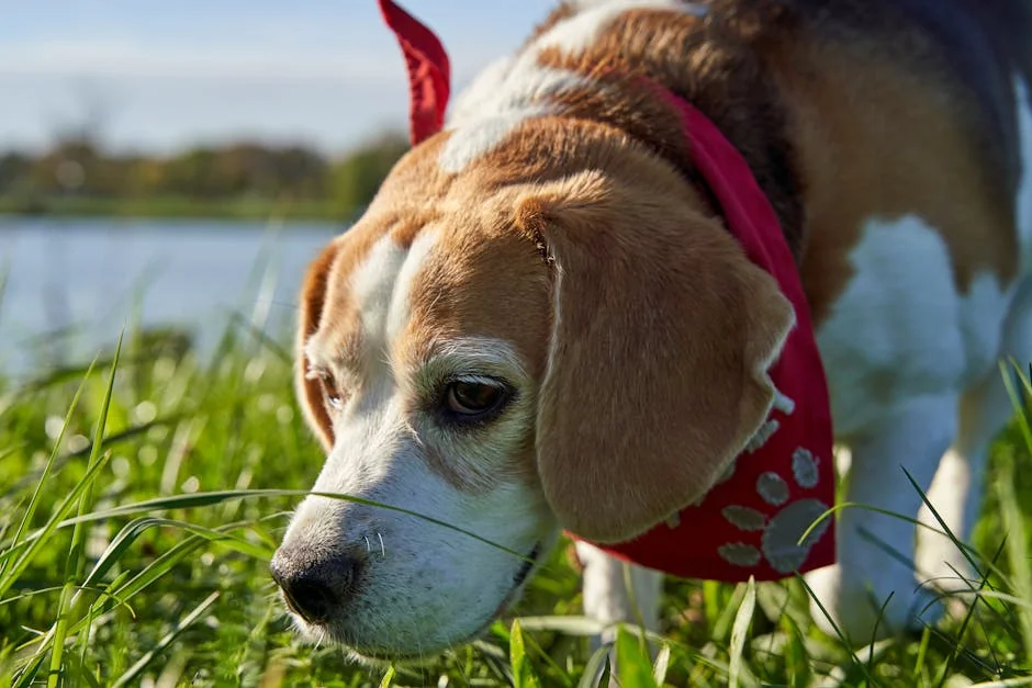 A curious beagle dog exploring in a sunny grassy field wearing a red scarf. - gothic pet names