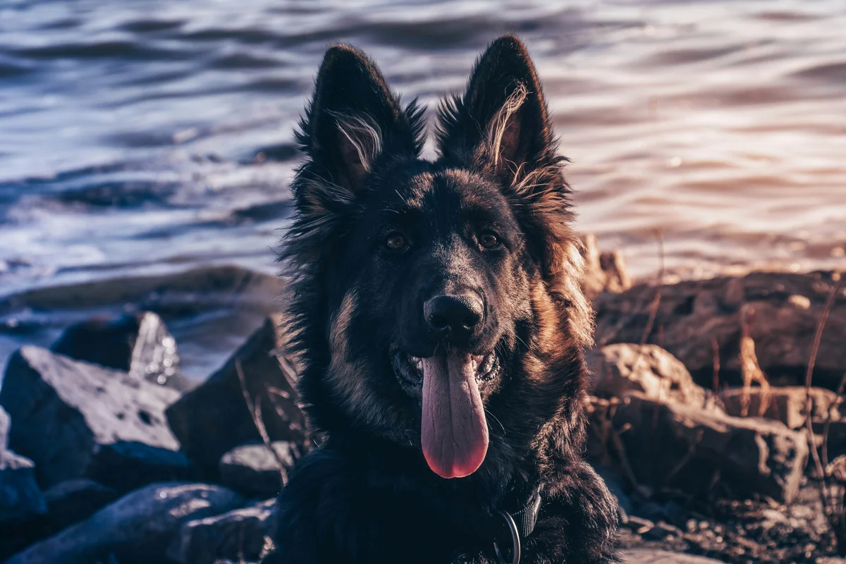 Dog near water at sunset - greek mythology names for male dogs