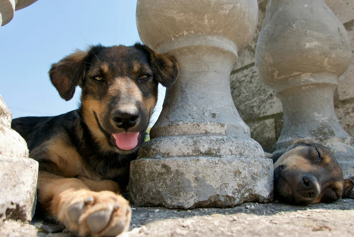 a dog lying on the ground next to a stack of rocks - greek mythology names for male dogs