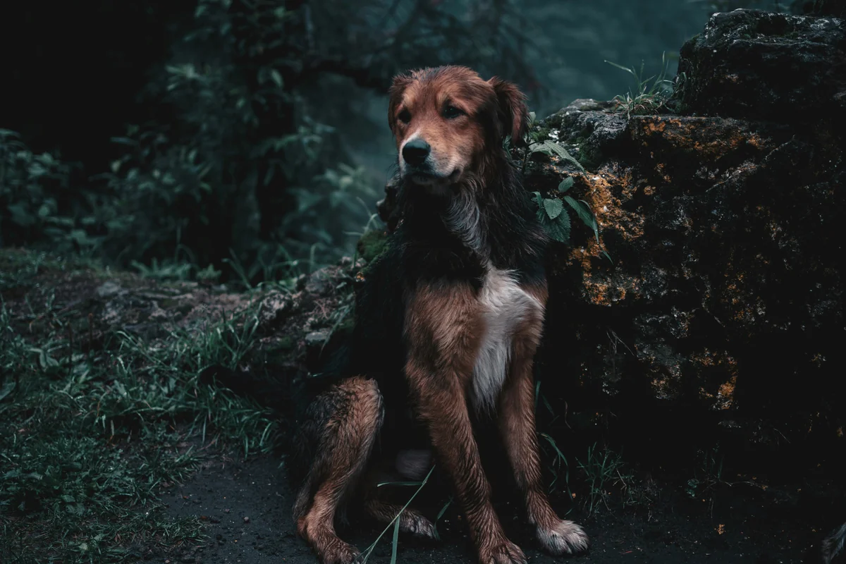 My girl friend and I decided to take a walk at this foggy forest at the limits of Mexico City. We fond a lot of dogs hanging around in groups of 4 or 5, I think they are so happy living there and exploring the river and the falls. What a time to be a dog… - greek mythology names for male dogs