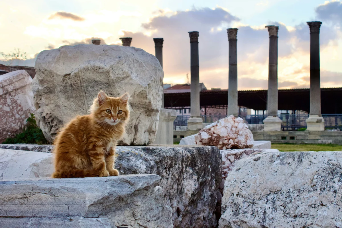 Greek mythology pet names: 150+ divine ideas: Essential Tips - greek mythology pet names