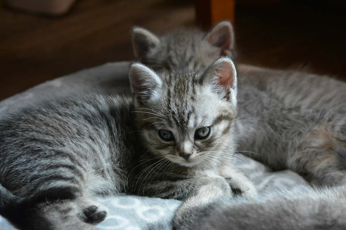 silver tabby kitten lying on white textile - grey kitten names cute