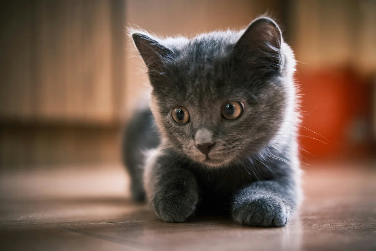 russian blue cat on brown wooden table - grey kitten names cute